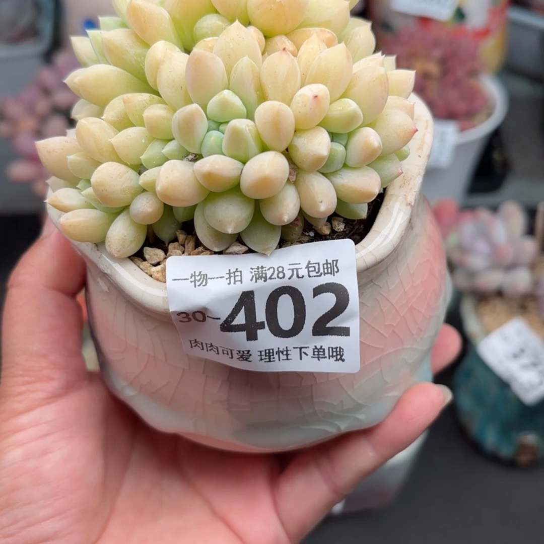 星空美人多肉多肉