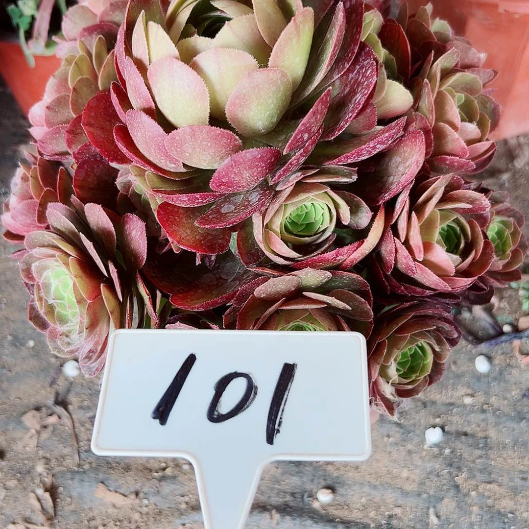 多肉植物万圣节法师