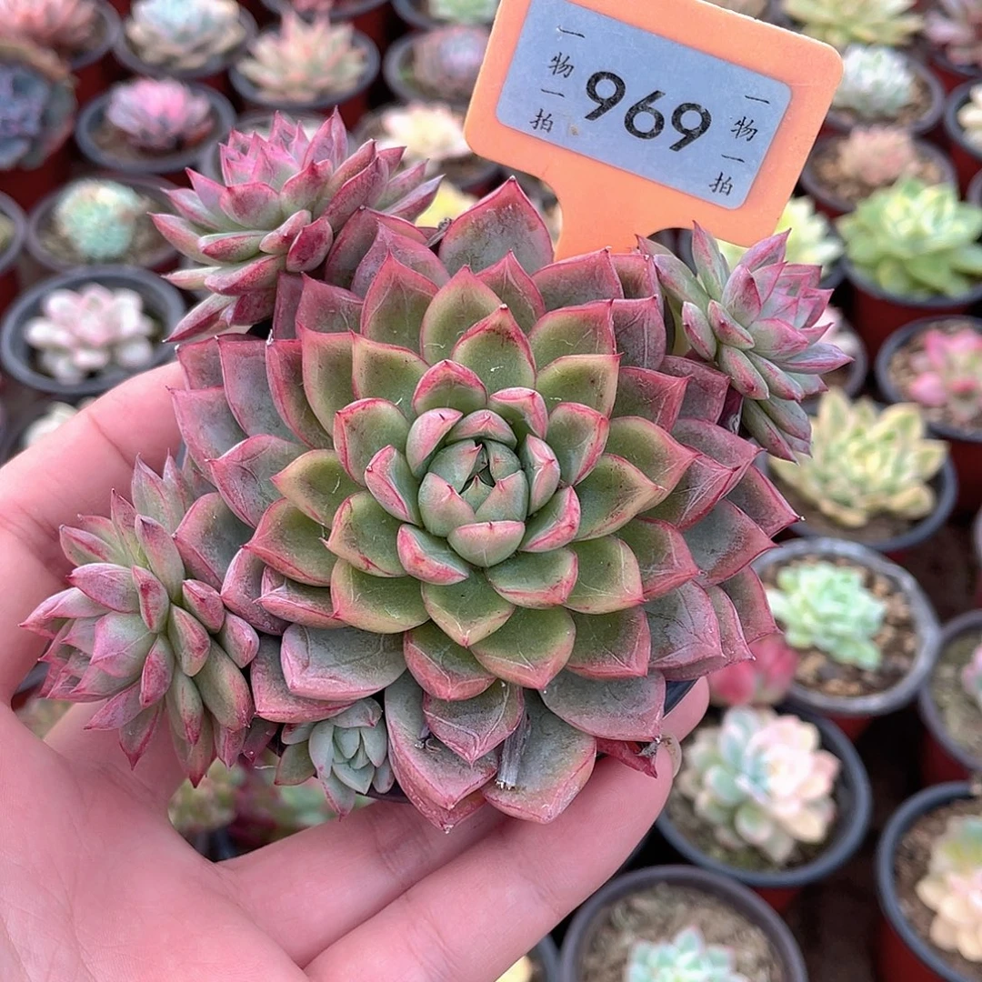 969号多肉植物组合