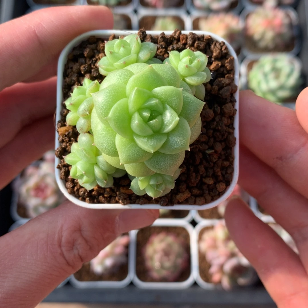 小脸麦秆群。         9号