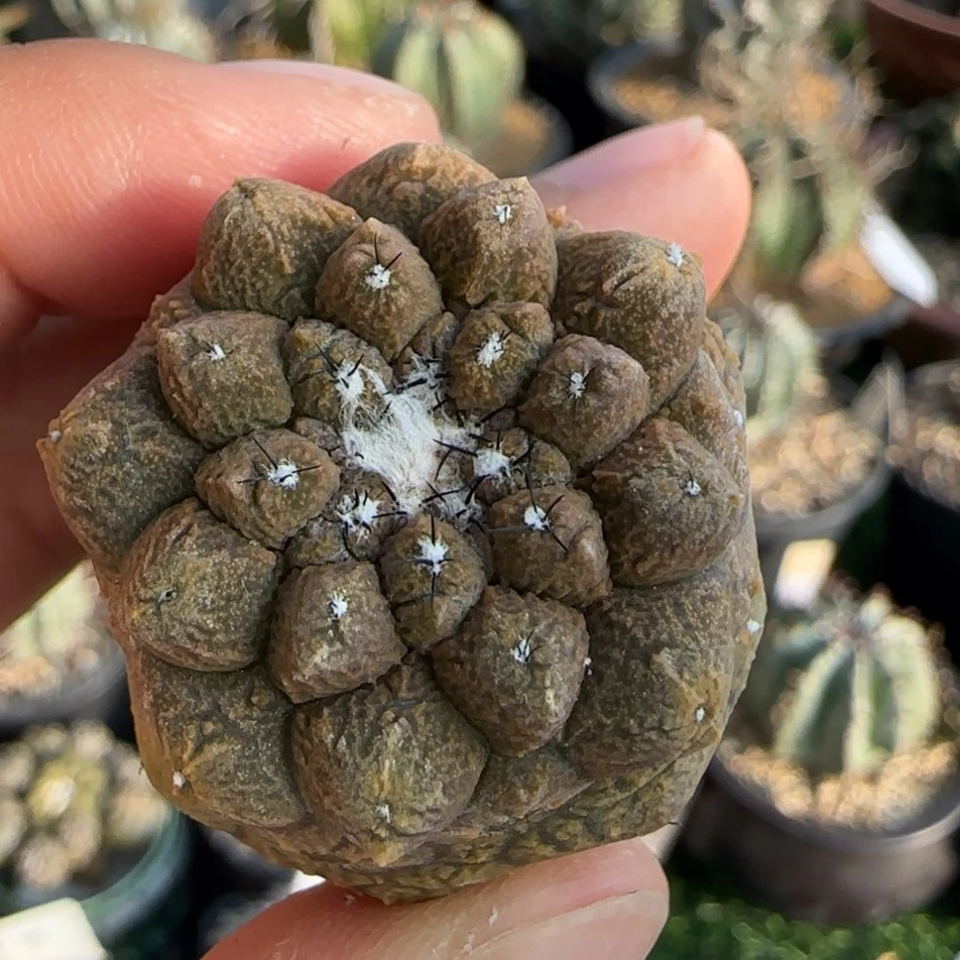 实生 仙人球 222222