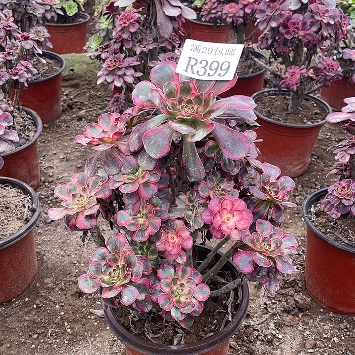 399香奈儿多肉植物