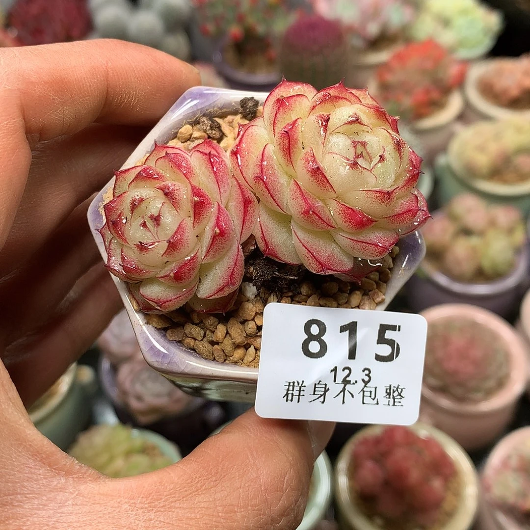精控拇指盆12.3815