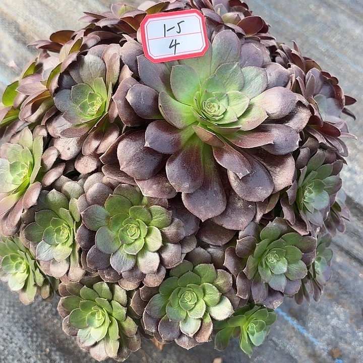 黑魔多肉法师不包损4