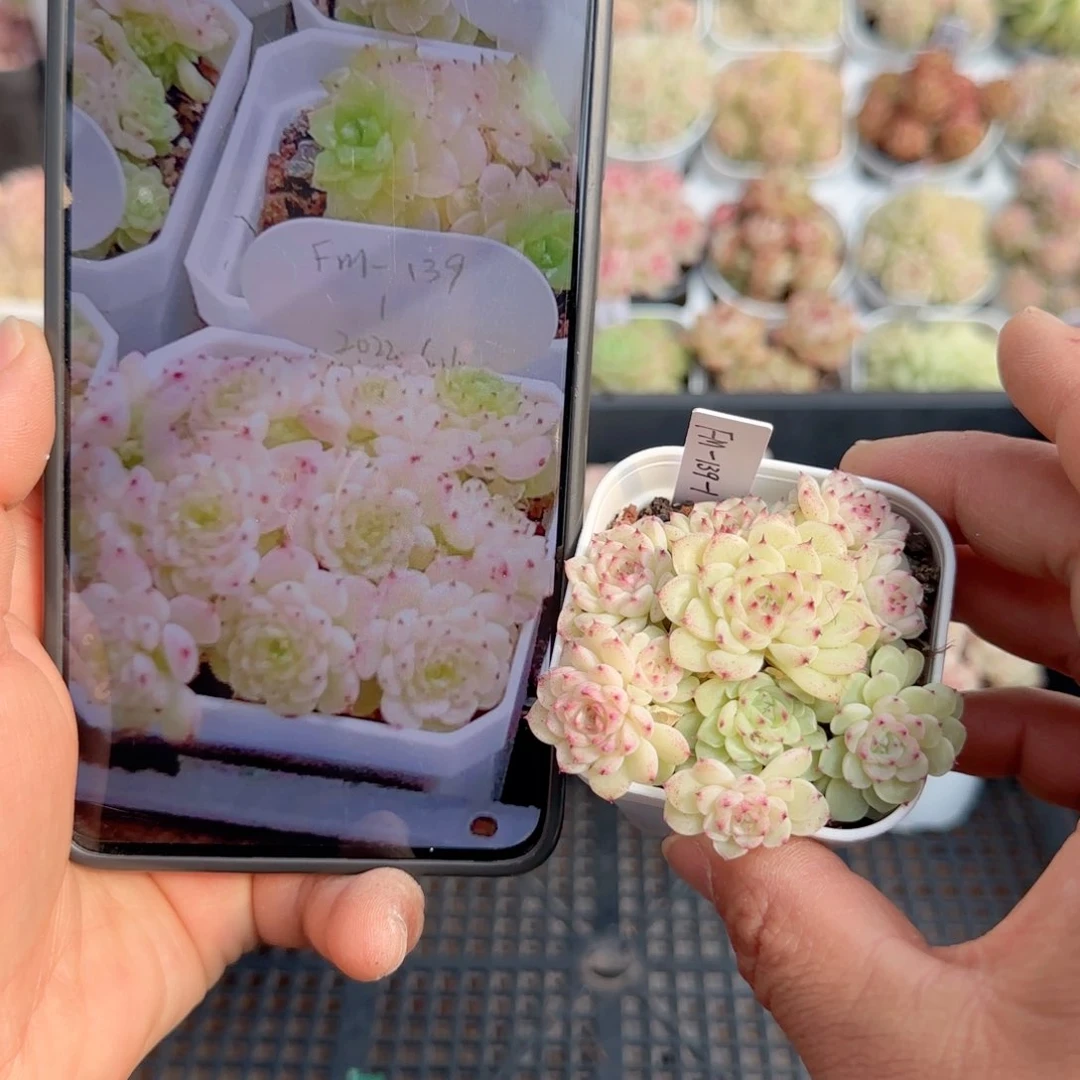 【闪购商品】0118-148（fm-139）