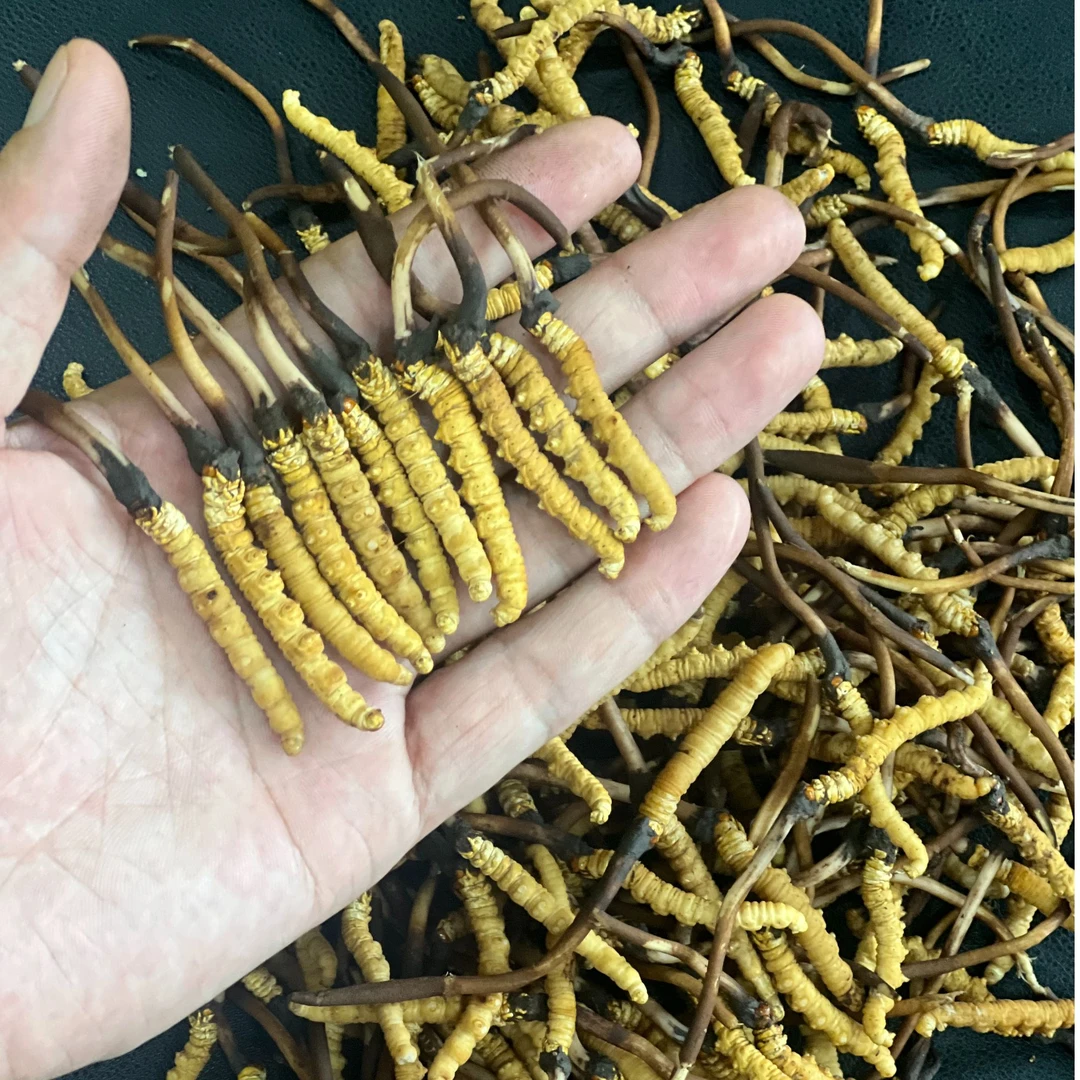 【虫草王】冬虫夏草高品质滋补送礼佳品福利款