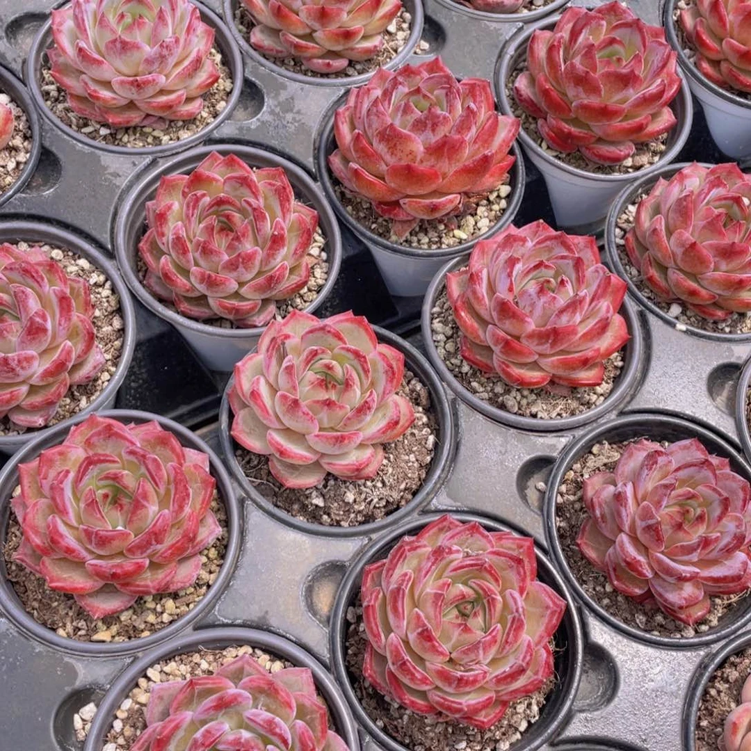 428号宽叶全状态夜魔侠大单头一个