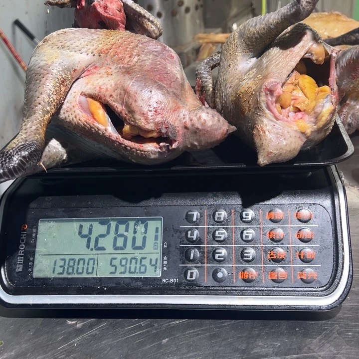 一号母鸡➕公鸡食用农产品中国大陆?*?