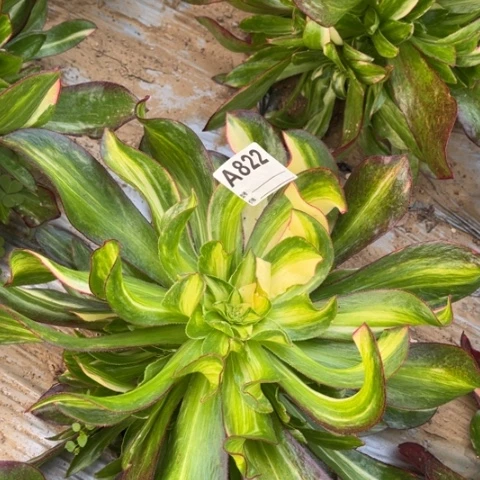 多肉植物魅影七彩