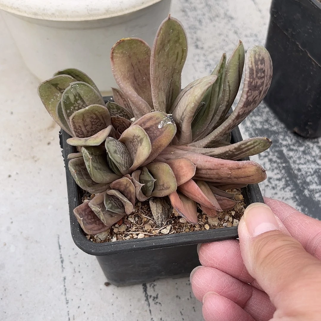 绿肌卧牛一物一拍