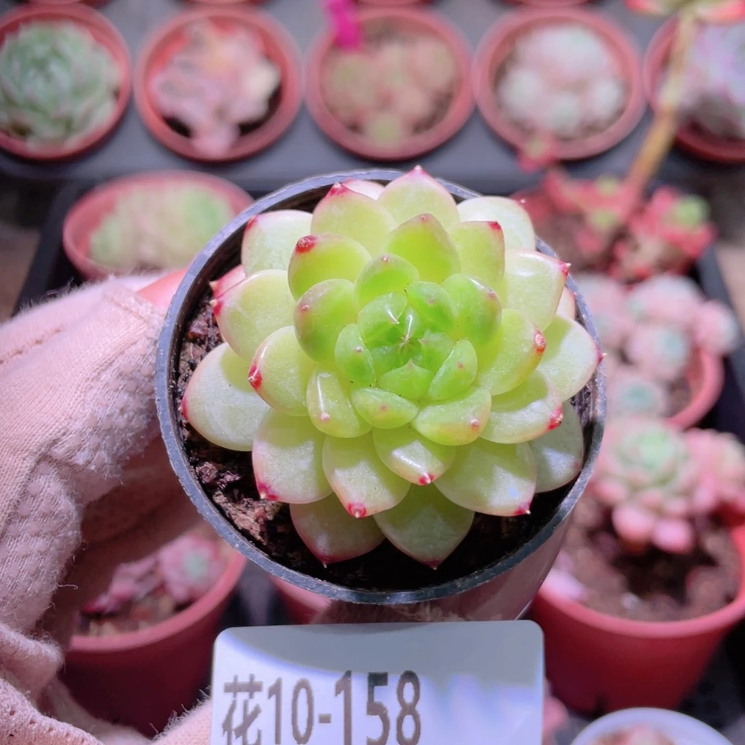 花利美10-158新品