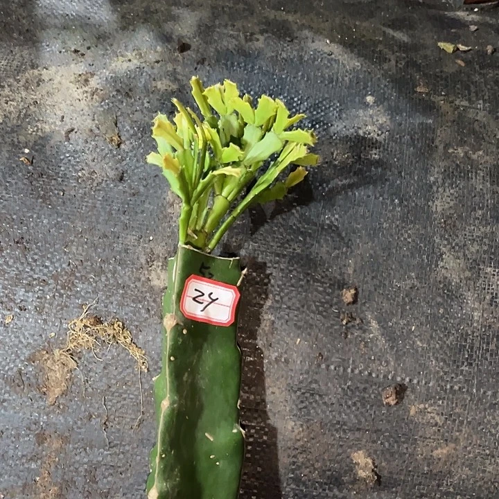 三****，29号带盆052天使的云