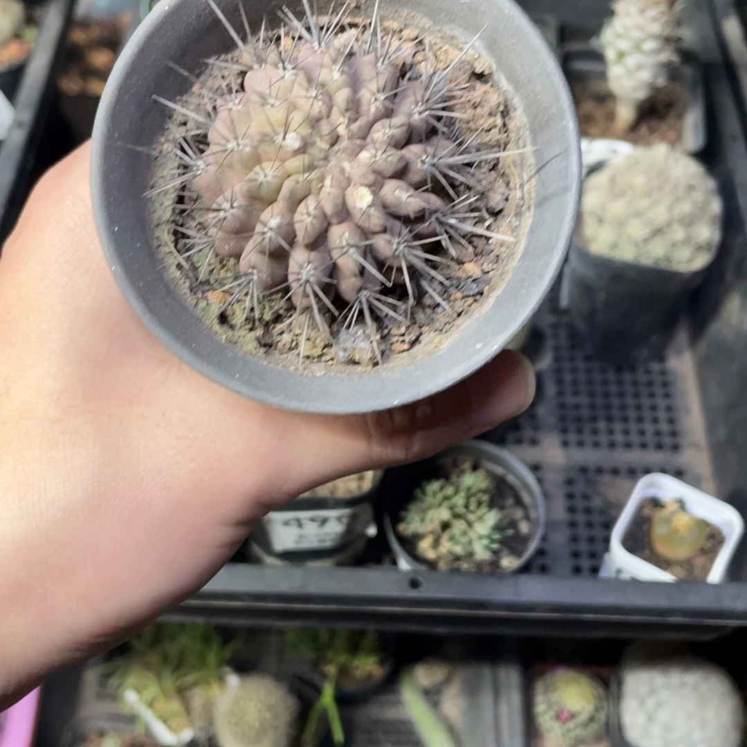 457天星丸（满18包邮）