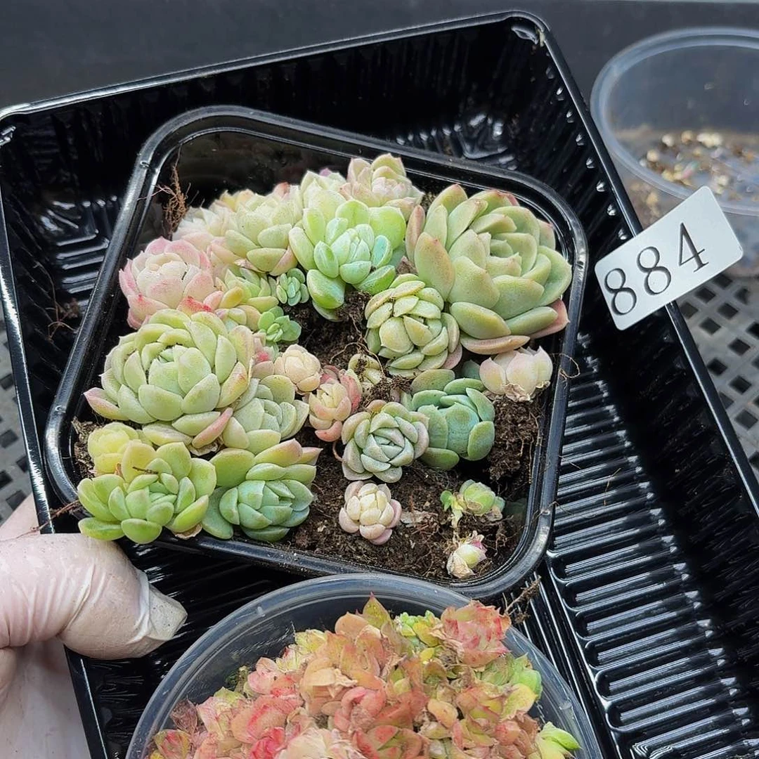 多肉植物多肉植物884