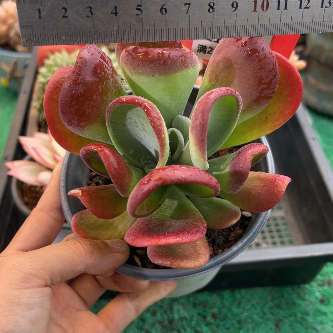 表妹精品多肉植物6384.