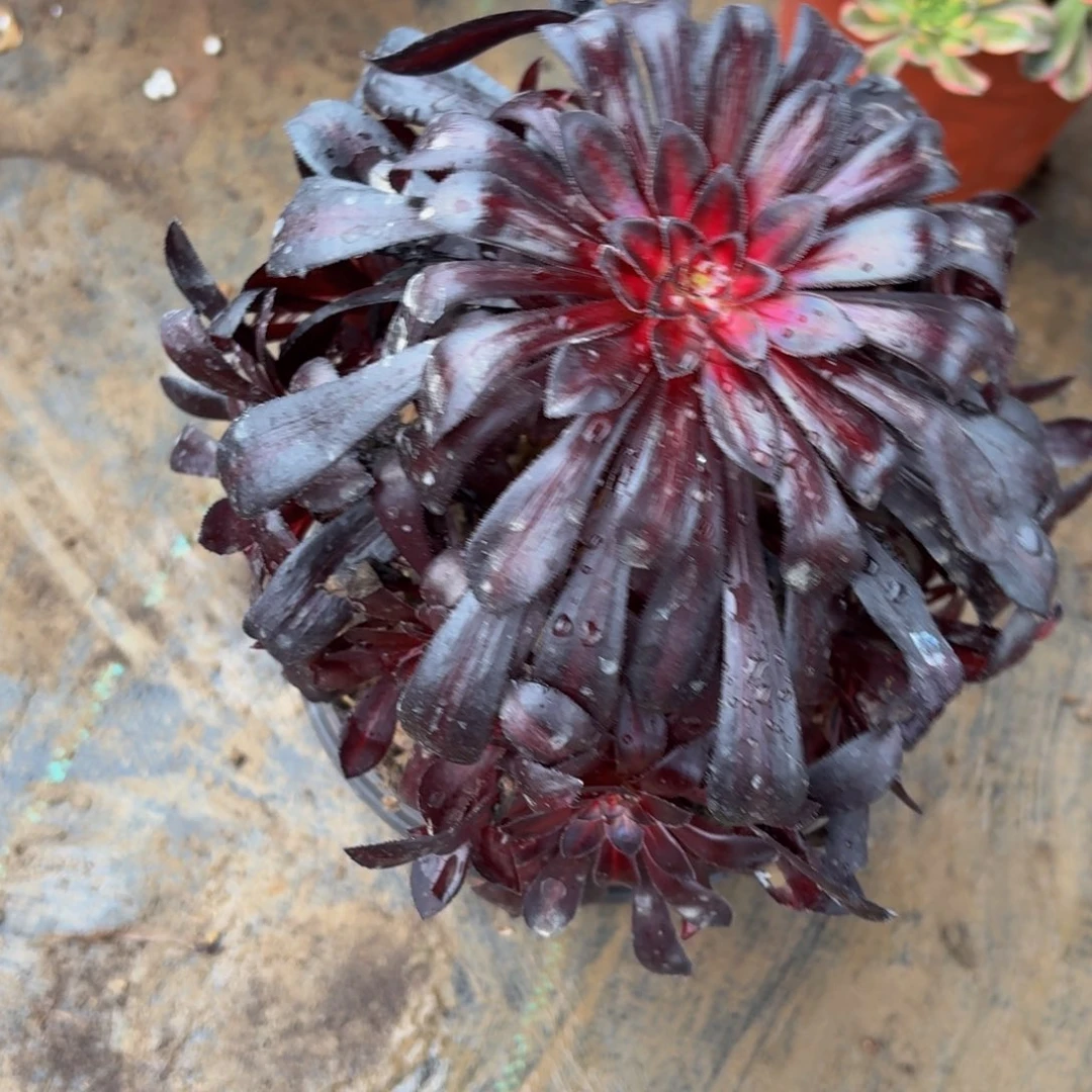 464多肉植物捧花的