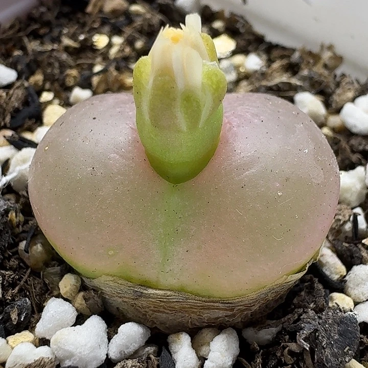 老马生石花2.5蟠桃1545