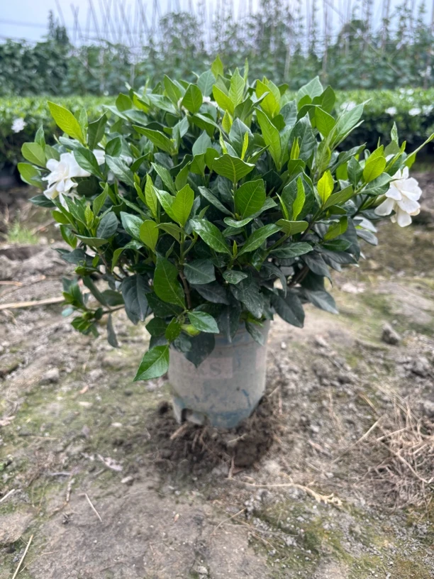 栀子花带土球发货