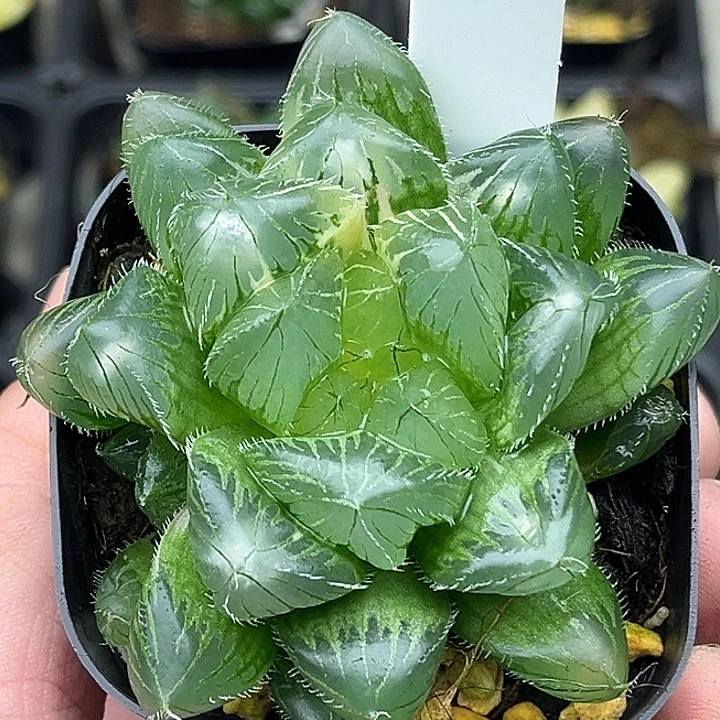 42大窗冰魄玉露锦灯芯