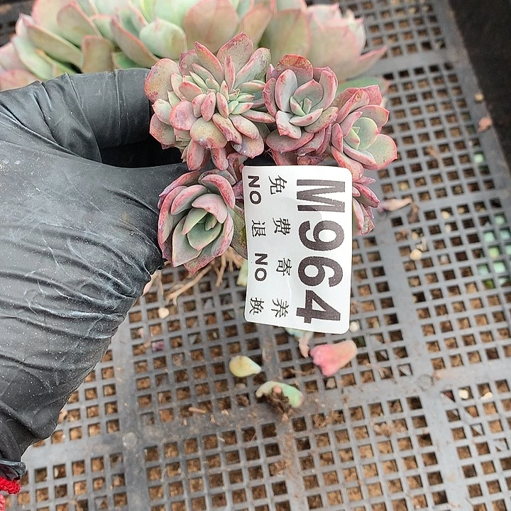 霞光缀化 多肉植物25号左右发