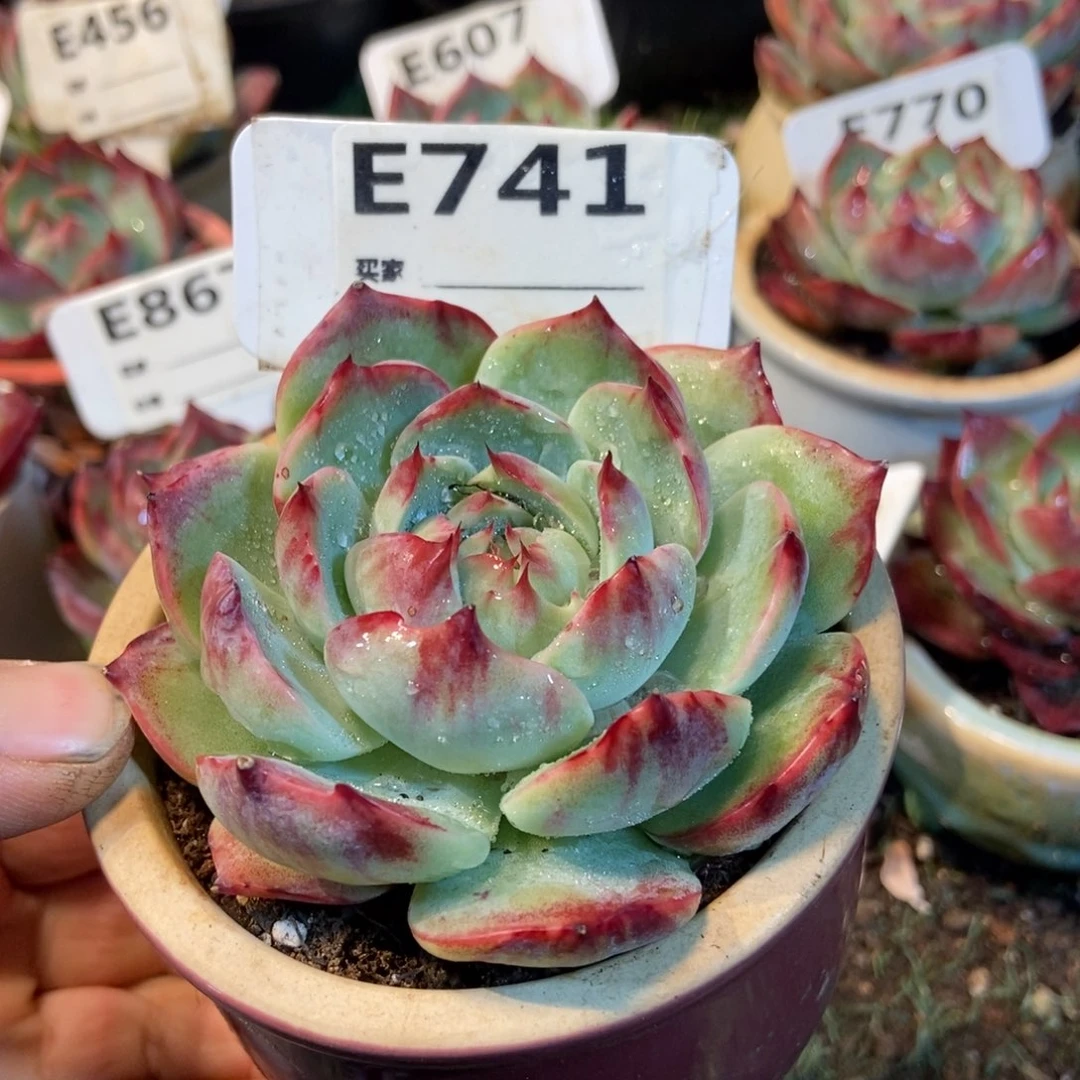 惊鸿一瞥741号楼