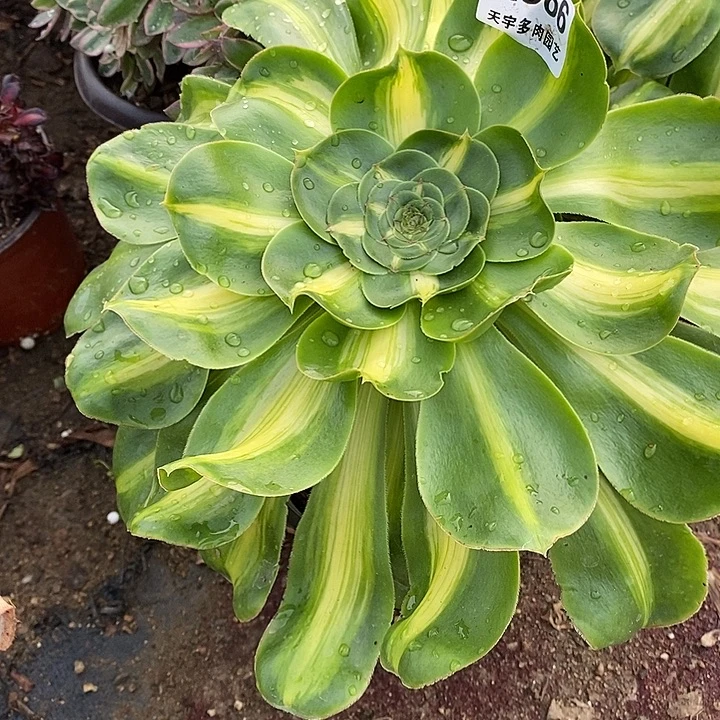 ༺***༻多肉植物暴君566多肉