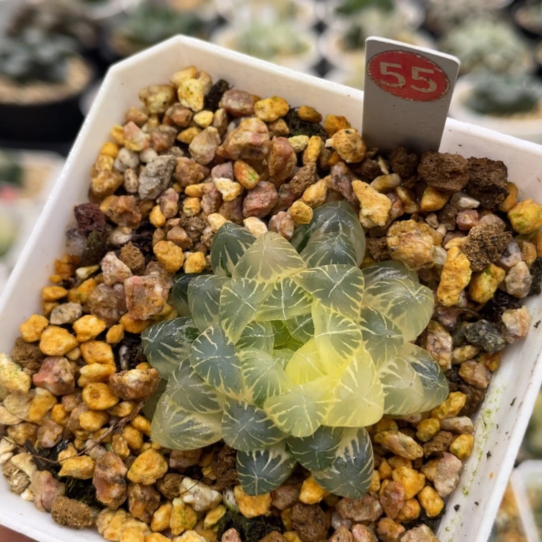 55 冰湖糊斑111111111