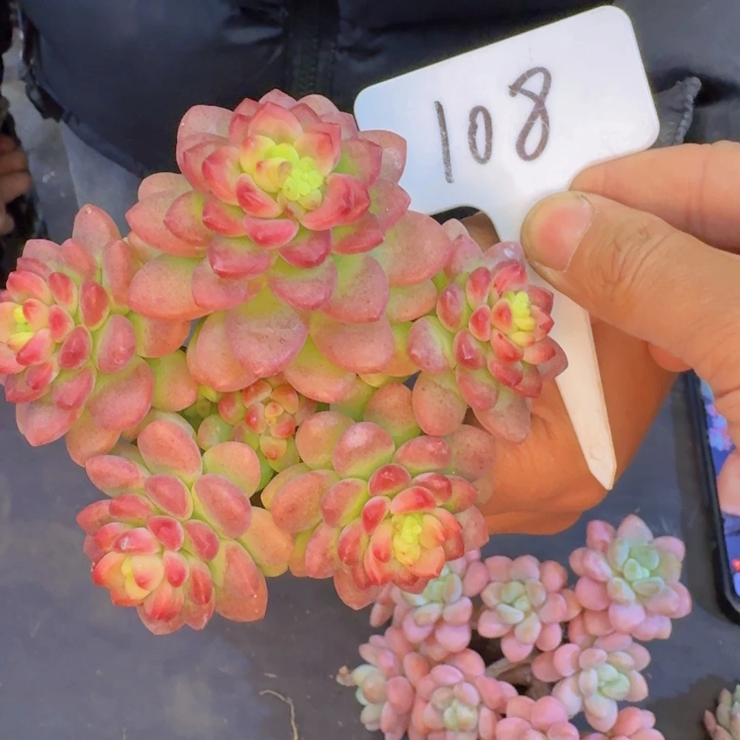 用***3多肉植物的生长发育和生长