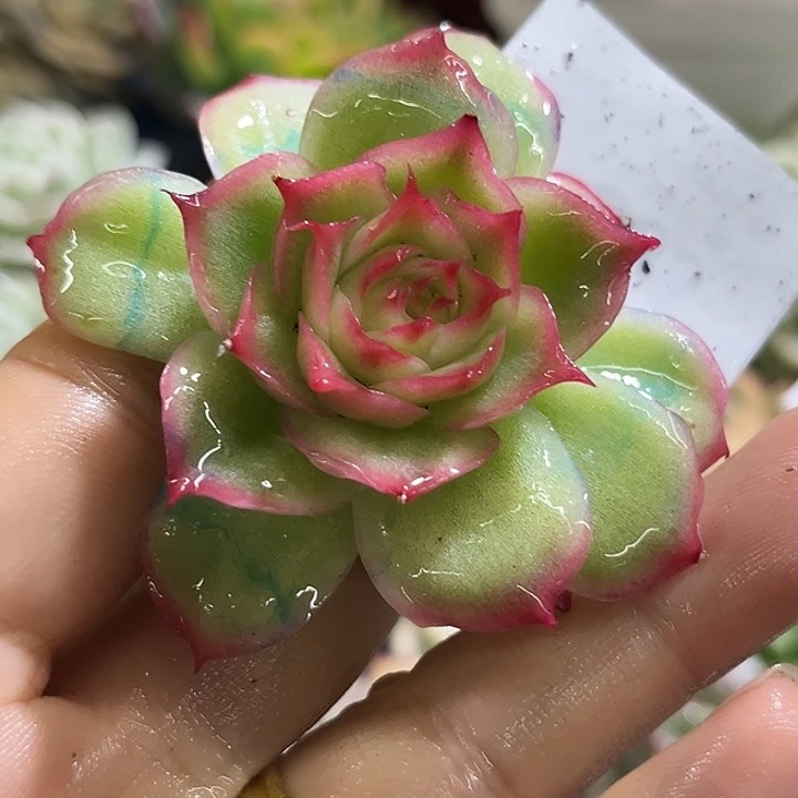 583宽叶侧影玫瑰锦炸多肉植物