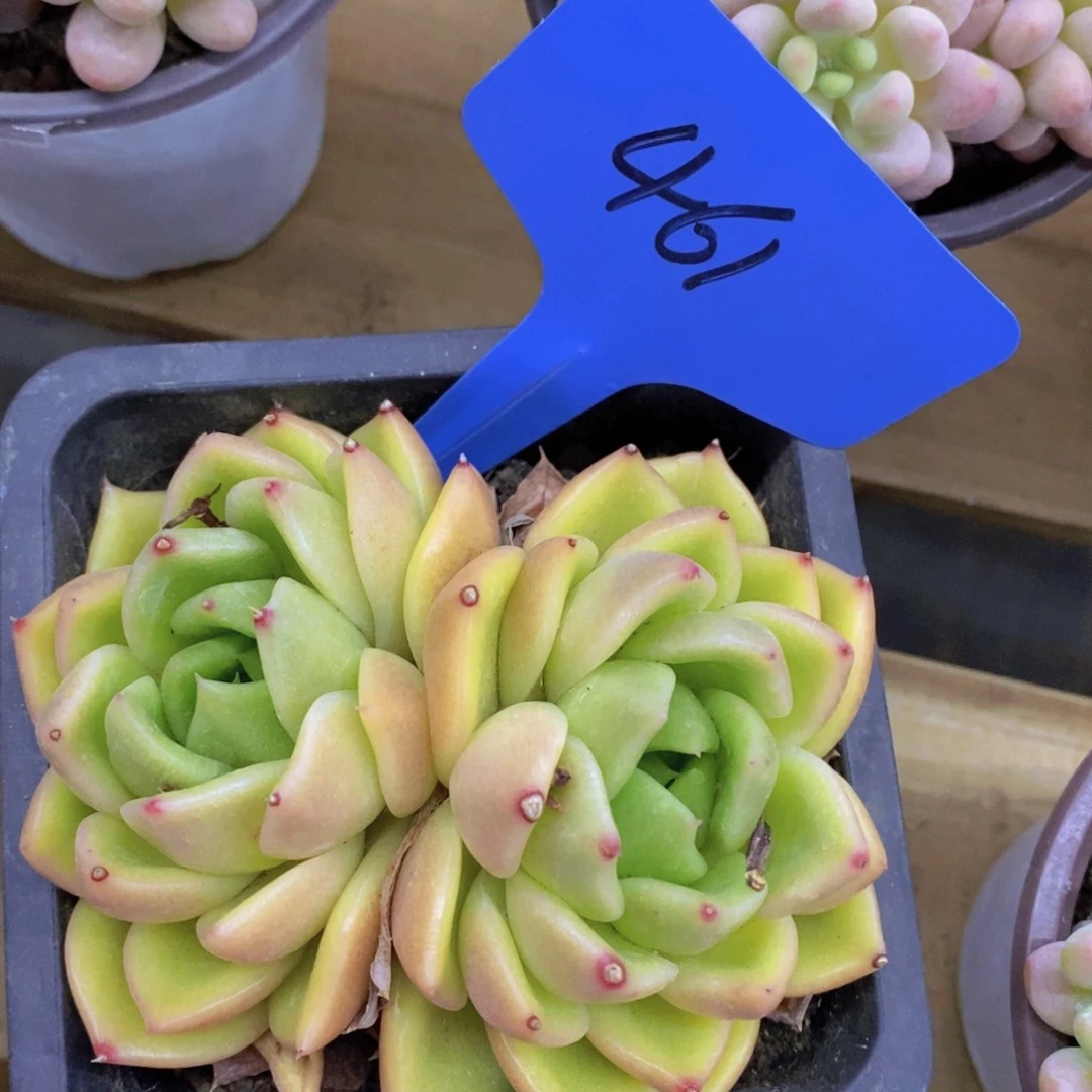 开心多肉，一物一拍，倒计时3天