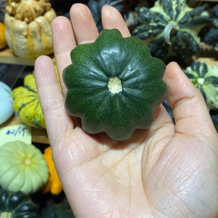 Z***岛花花墨西哥葫芦