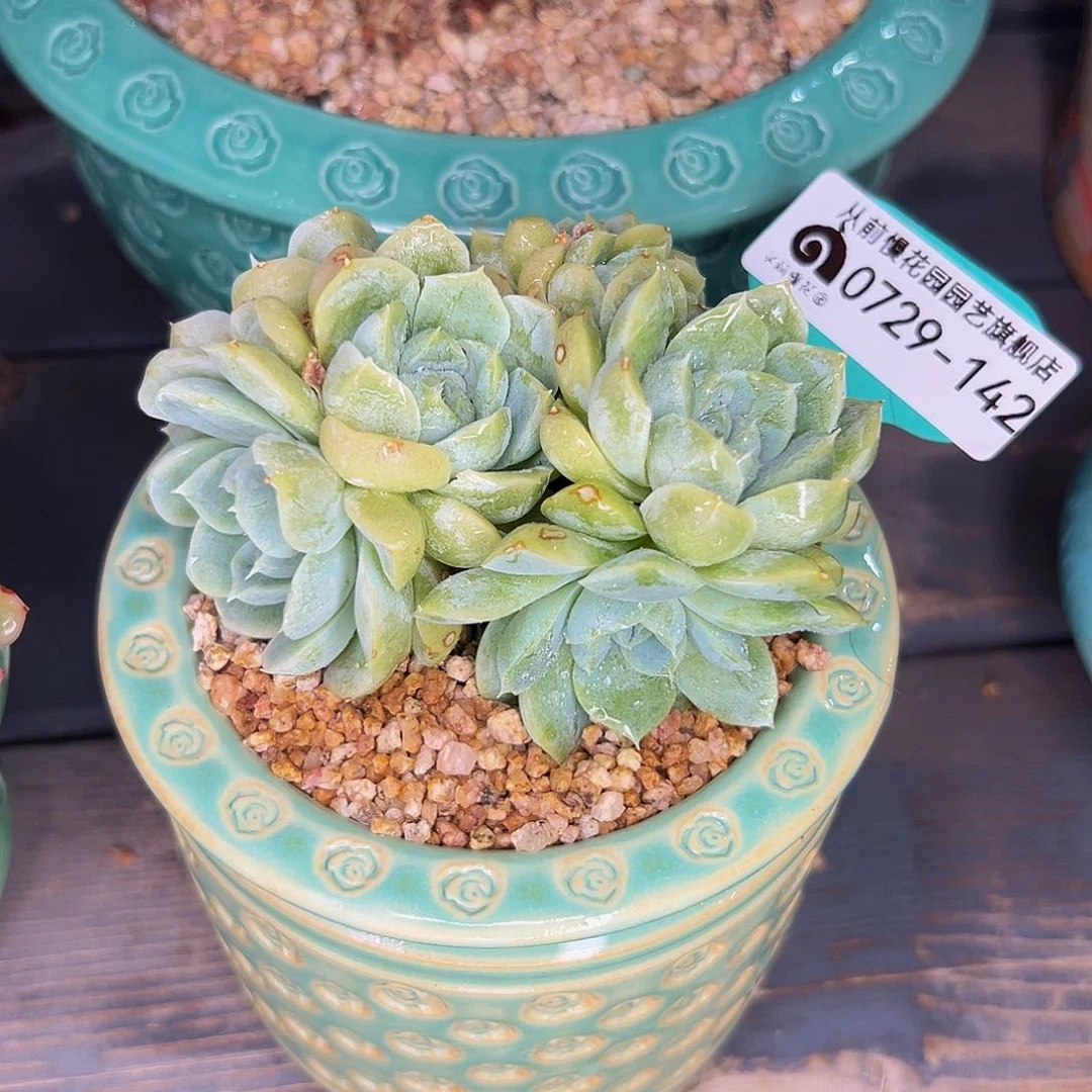 多肉一物一拍0729-142