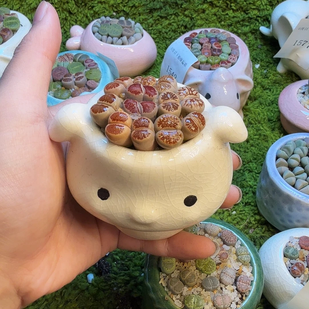 多肉葡萄的味道真的是1623