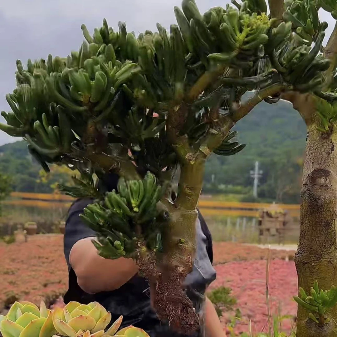 零花钱多肉 地栽吸财树小号 河边 多肉植物