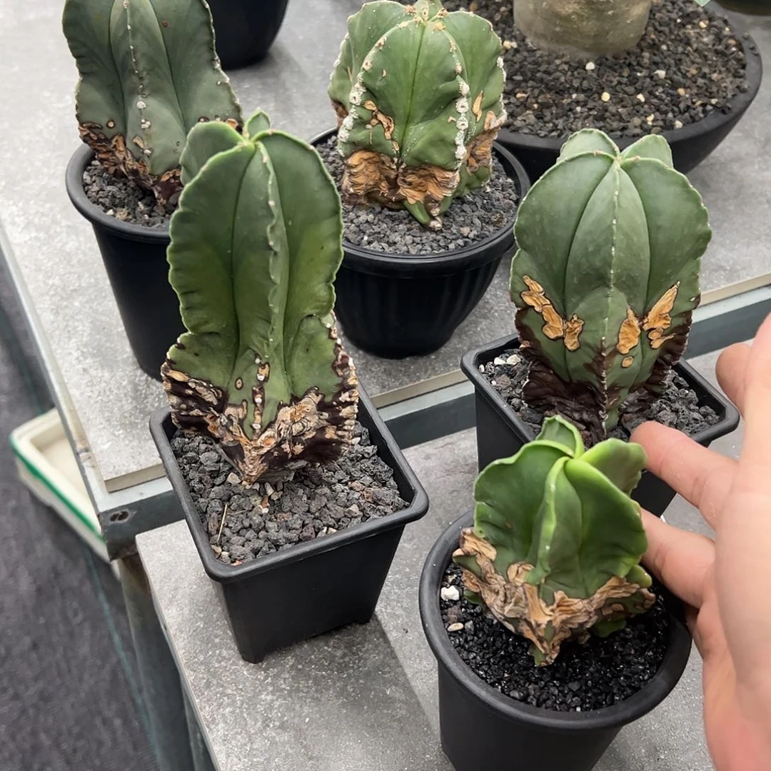 尘***人五棵锈斑老鸾6666888888