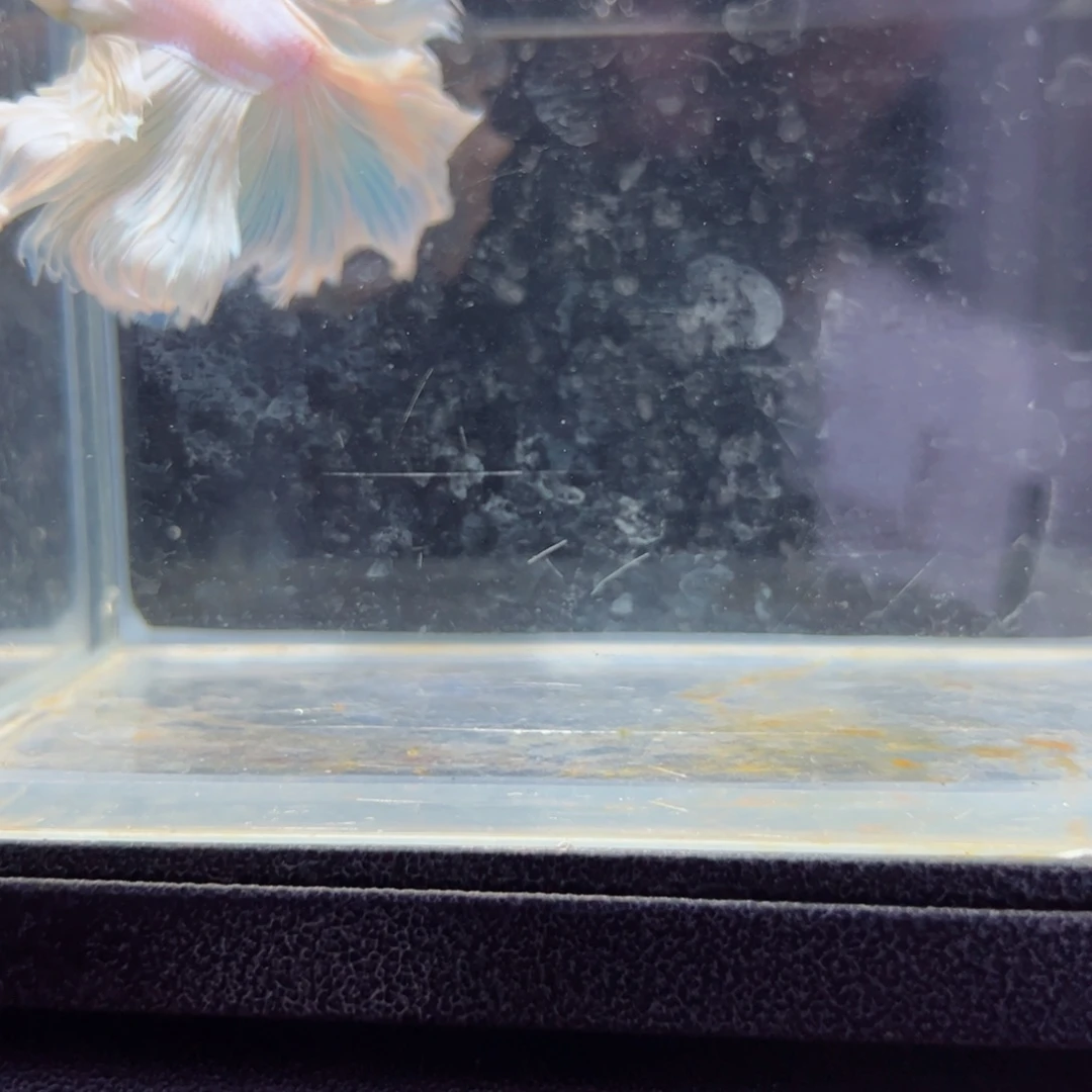 斗鱼浅色特殊尾hhhh