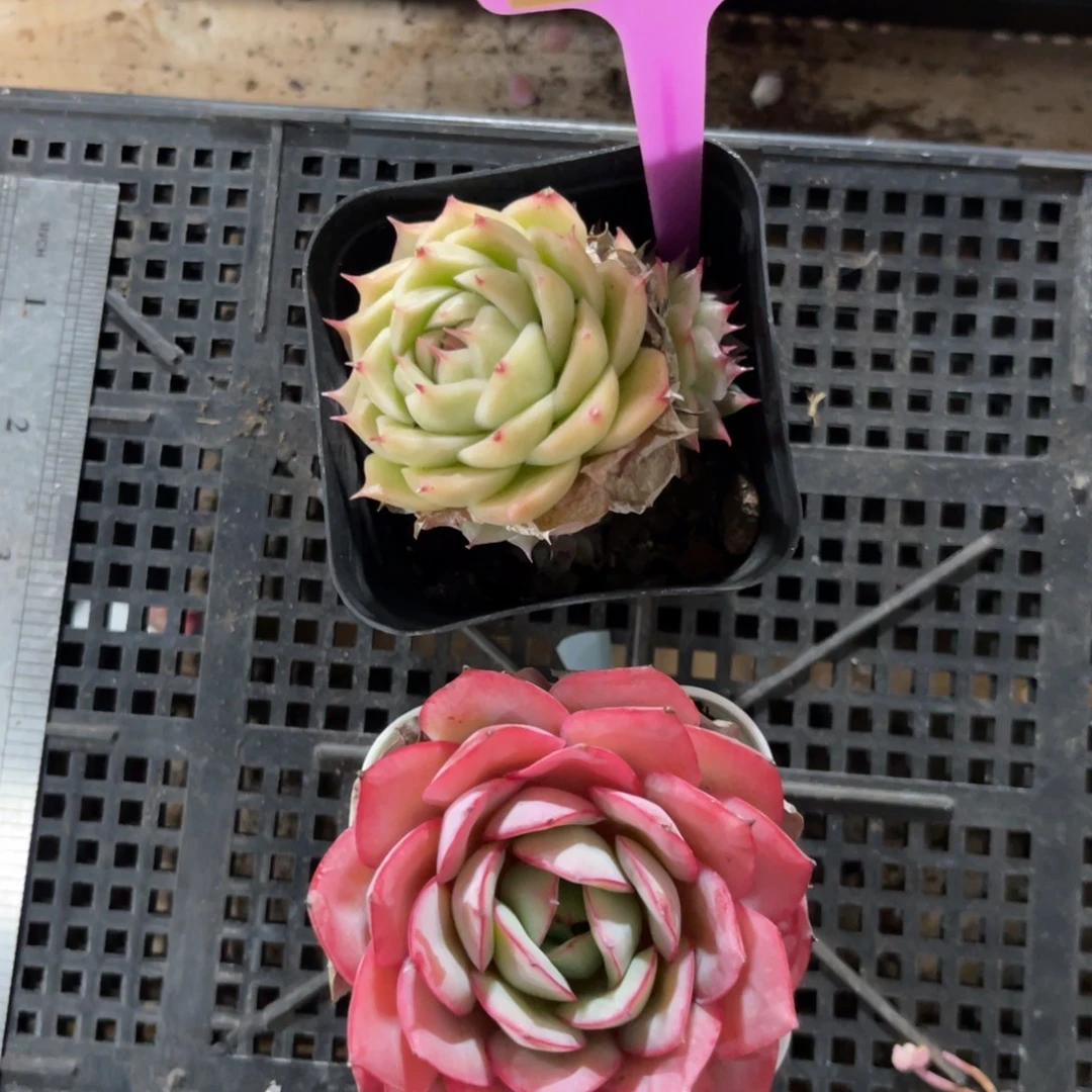 云尘多肉一物一拍959