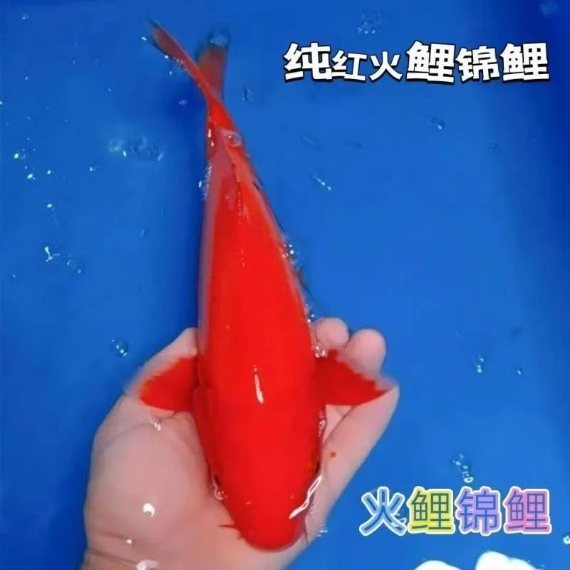 【精品红火鲤】15-18公分冷水观赏鱼新手好养耐活