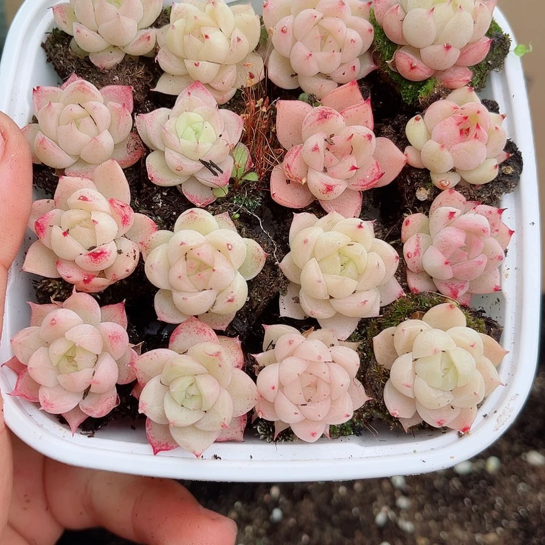 1-766 新疆西藏内蒙12.8包邮