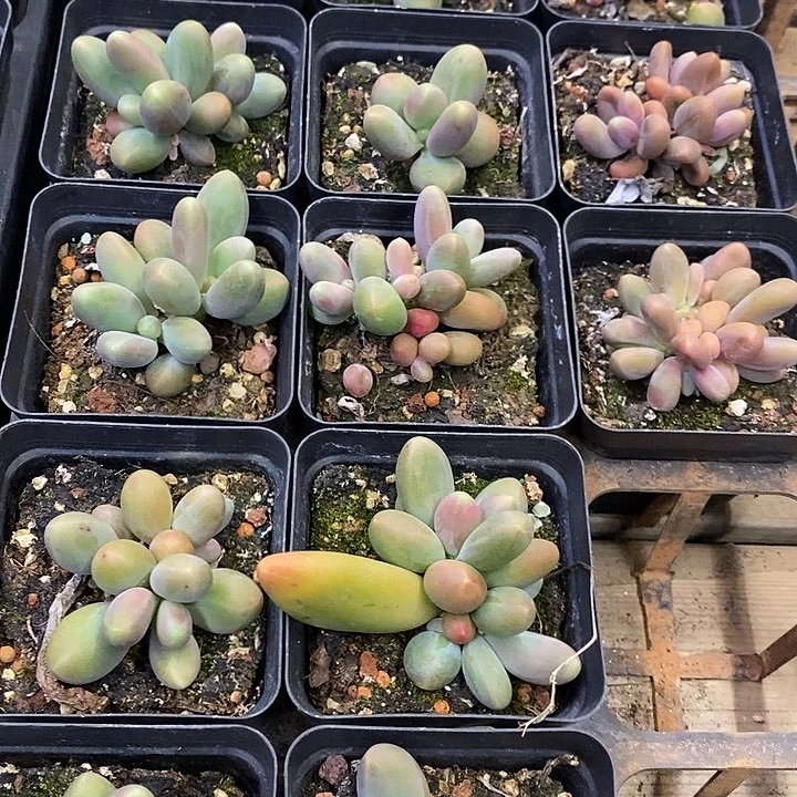 紫色芒果奶，福利多多