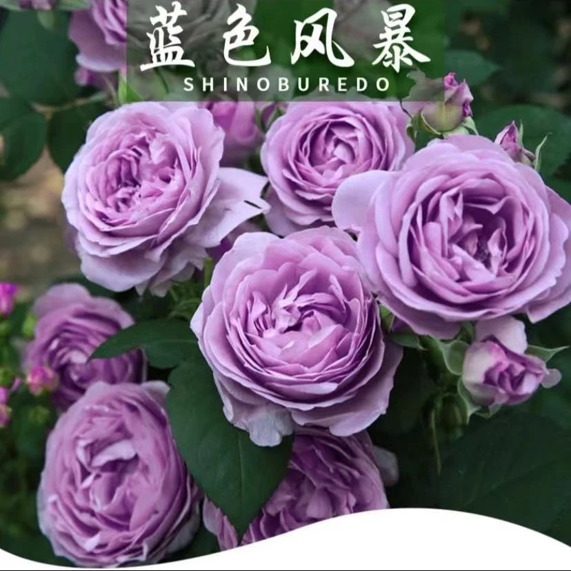 【蓝色风暴】大花浓香月季四季开花抗病强