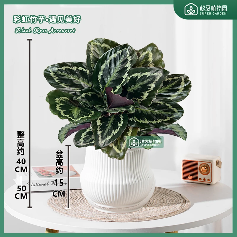 彩虹竹芋观叶盆栽室内彩叶绿植花卉室内净化空气除甲醛好养活绿植