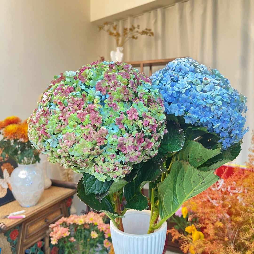 【我种花】青绯秋绣球小众高级轻奢居家鲜切花云南直发