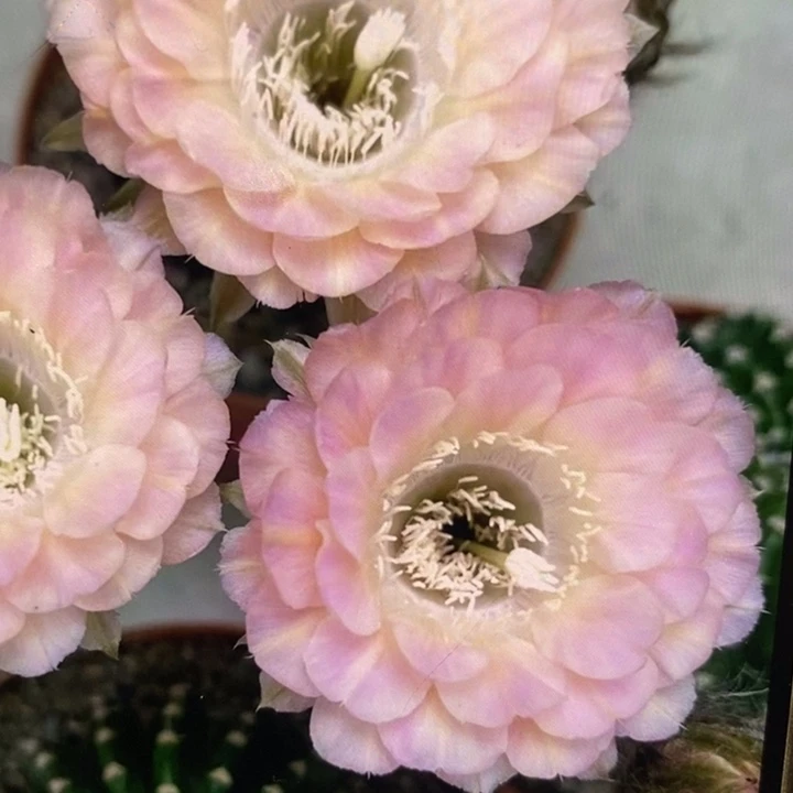 彩草重花侧芽3.5公分左右