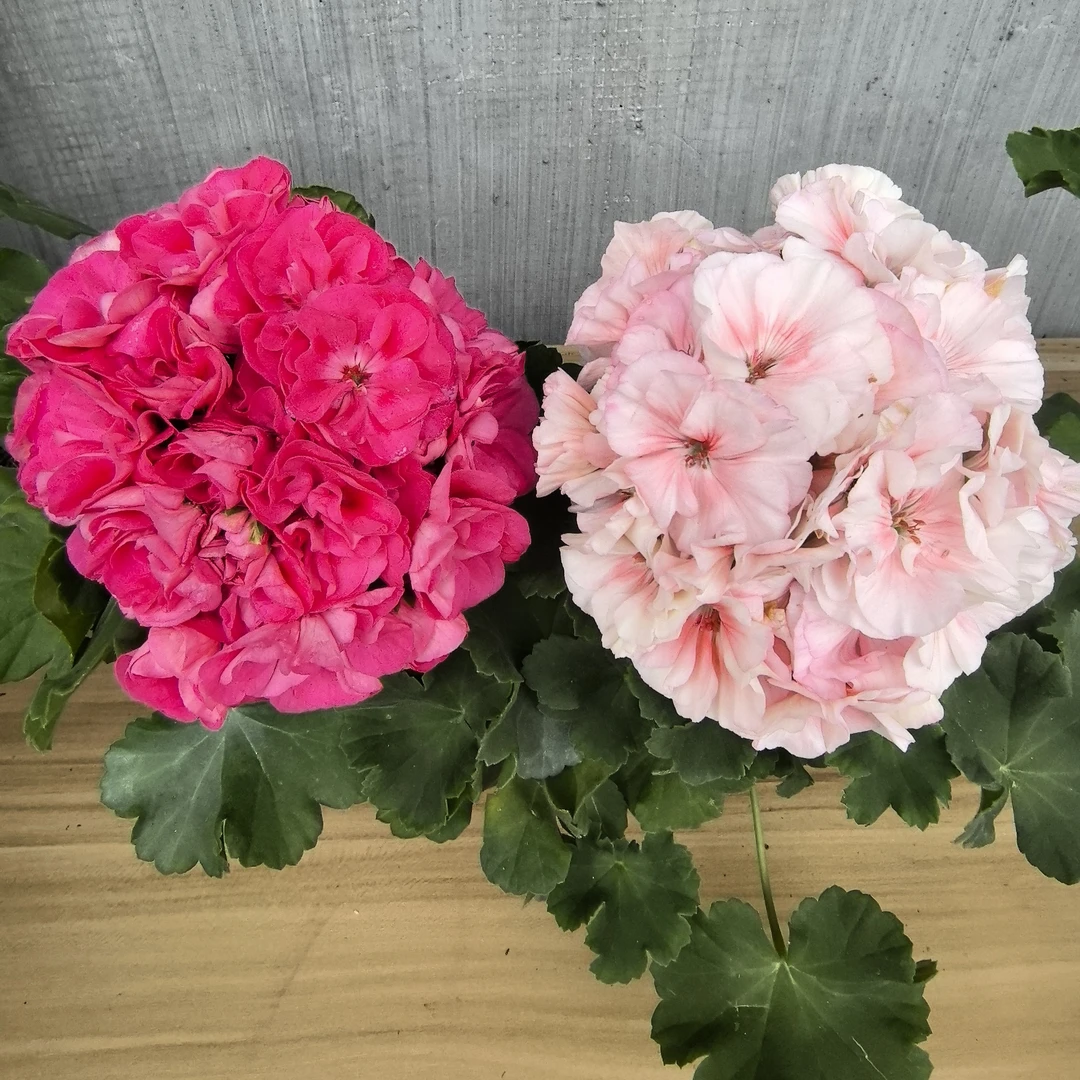 【罗莎琳达(直立)+国王(矮桩勤花)】2颗天竺葵组合 重瓣大花球