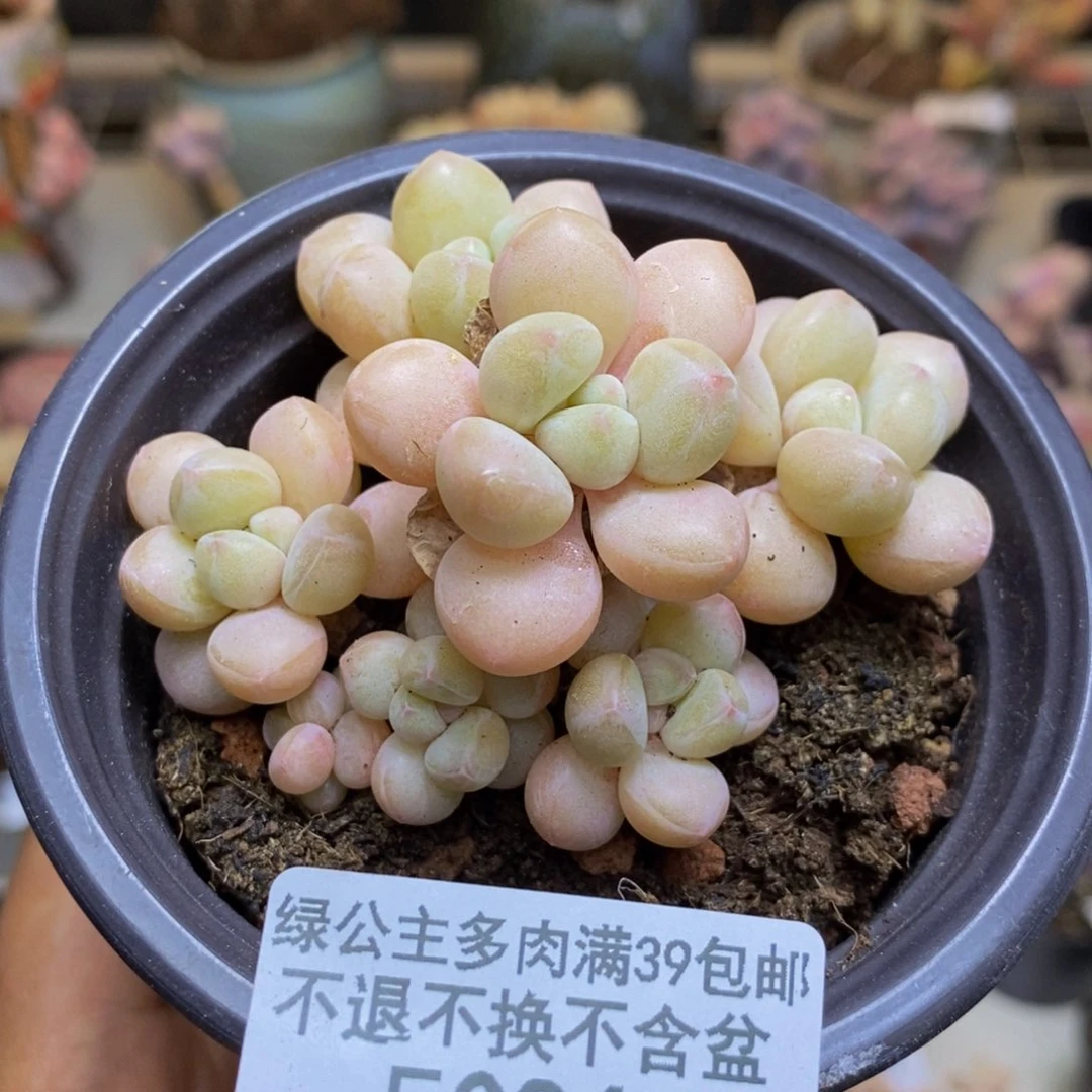 086萤火虫多肉5c m