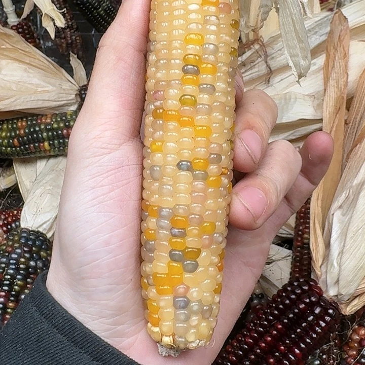 柏香籽/百香籽吊坠3***℃