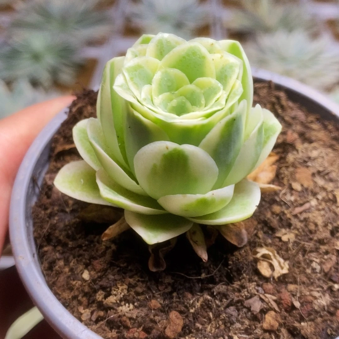 059锦锦锦锦锦锦锦锦