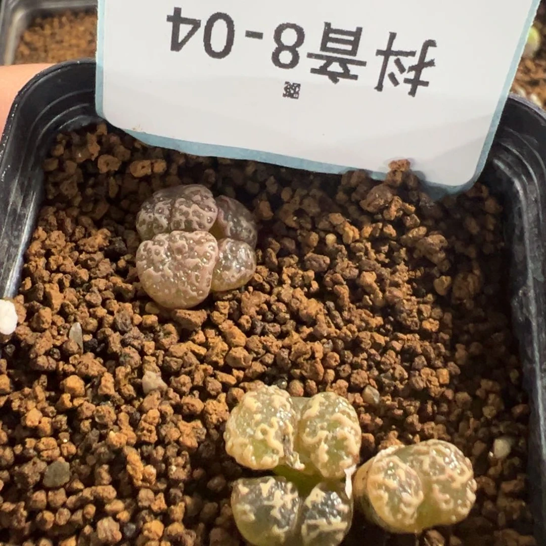 8-04泡泡勋章多肉植物