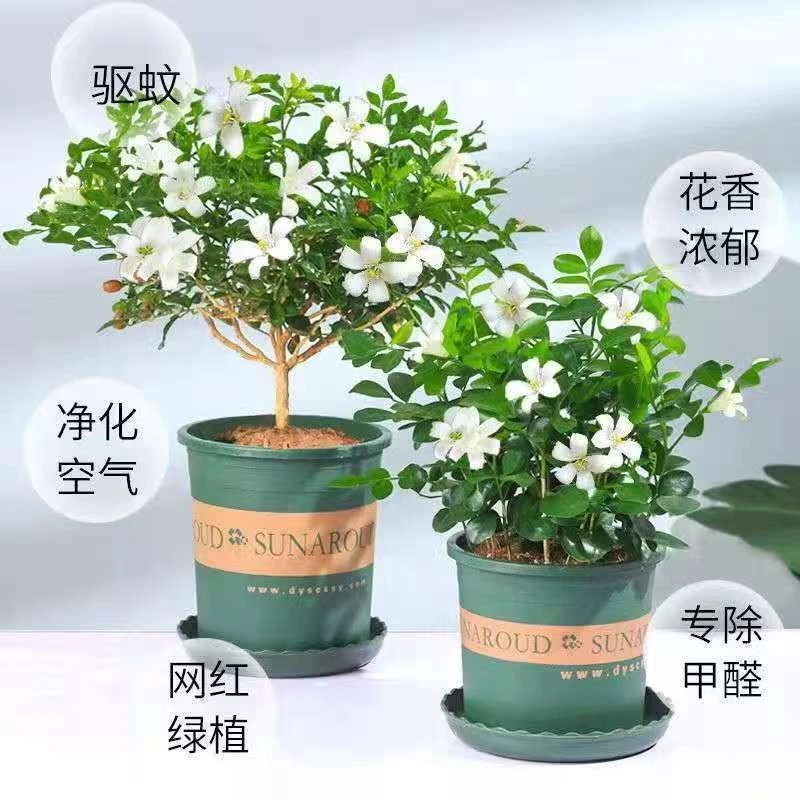 【豆妈来了】九里香盆栽〖实物以直播间展示为准哦〗